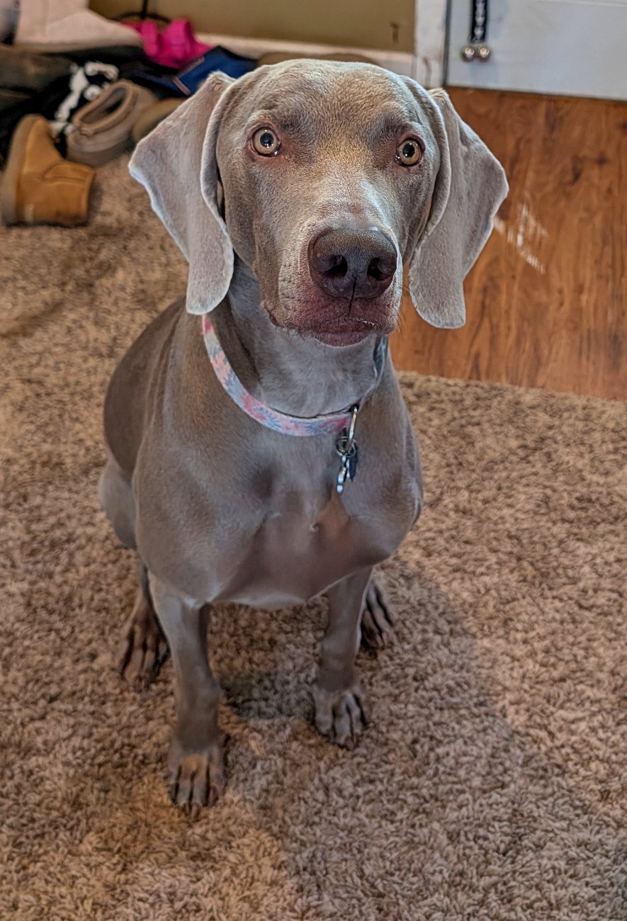 Luna, silver Weimaraner dam