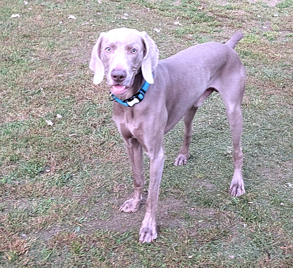 River, silver Weimaraner sire